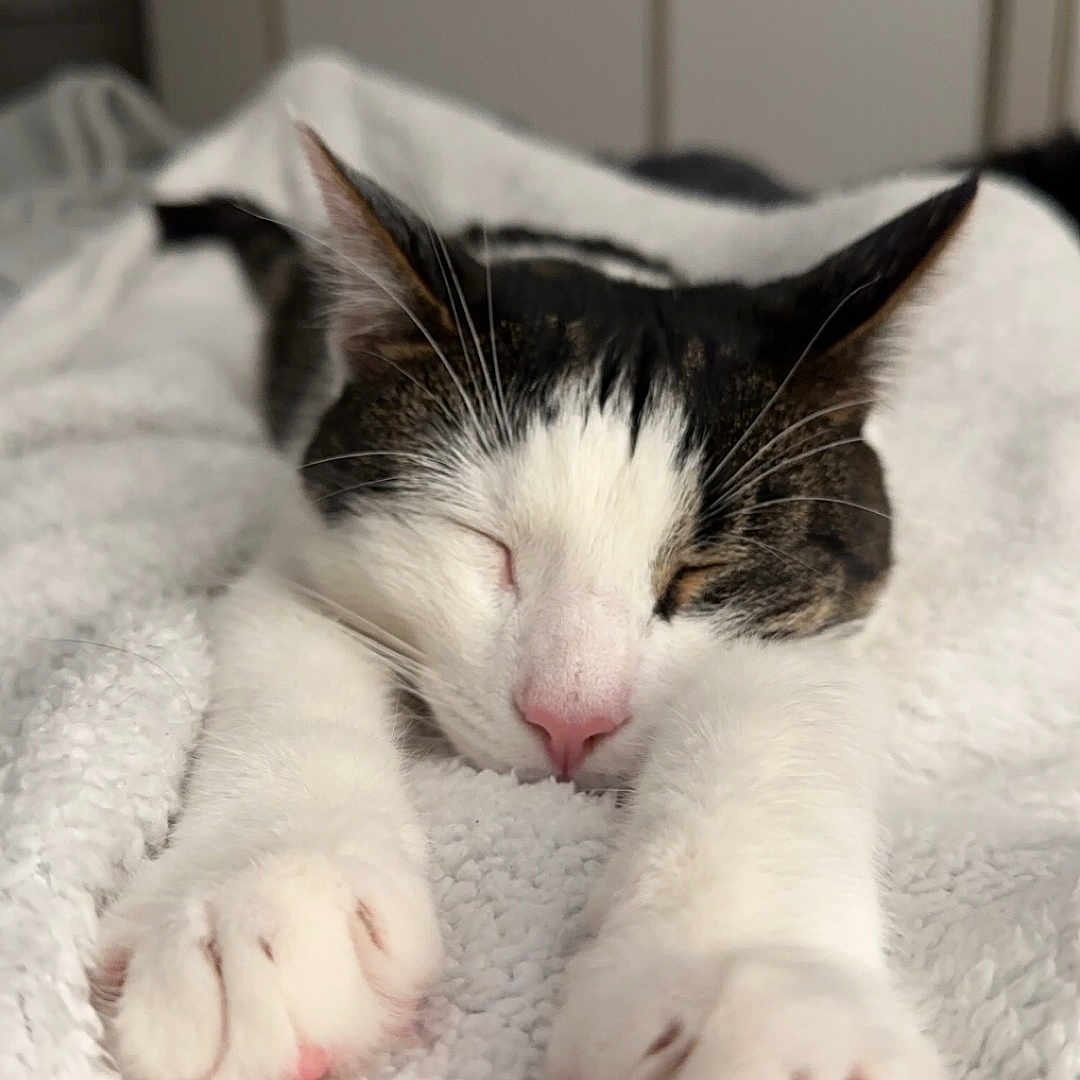 Boozer is registered to the contest to win money with this photo: abyssinian, animal, bed, bedroom, blanket, cat, electronics, furniture, hardware, hardwood, indoors, kitten, manx, person, pet, quilt, sleeping, towel, white, wood