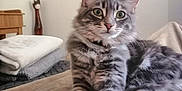 Abba Et Ario participe au concours pour gagner de l'argent avec cette photo : animal, blanket, cat, closeup, cozy, curious, decor, domestic, feline, fur, indoor, paw, pet, portrait, relaxed, resting, soft, tabby_cat, towel, wooden_statue