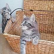 Abba Et Ario a rejoint le concours — aidez-le/la à gagner de superbes lots ! kitten, cat, pet, feline, cute, basket, woven, curious, playful, indoor, floor, two_animals, whiskers, fur, ears, eyes, claw, wooden_floor, home, animal