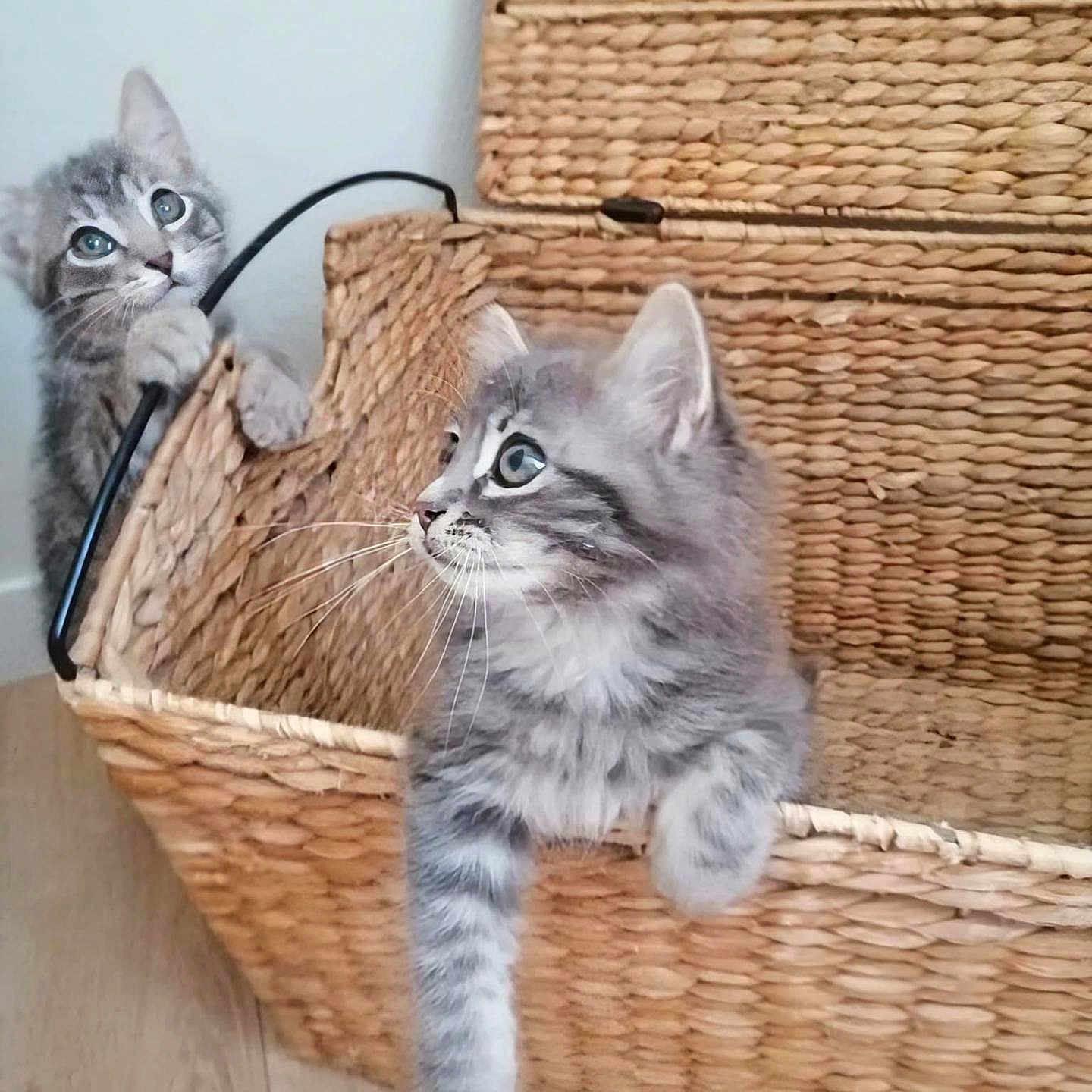 Abba Et Ario a rejoint le concours — aidez-le/la à gagner de superbes lots ! animal, basket, cat, claw, curious, cute, ears, eyes, feline, floor, fur, home, indoor, kitten, pet, playful, two_animals, whiskers, wooden_floor, woven