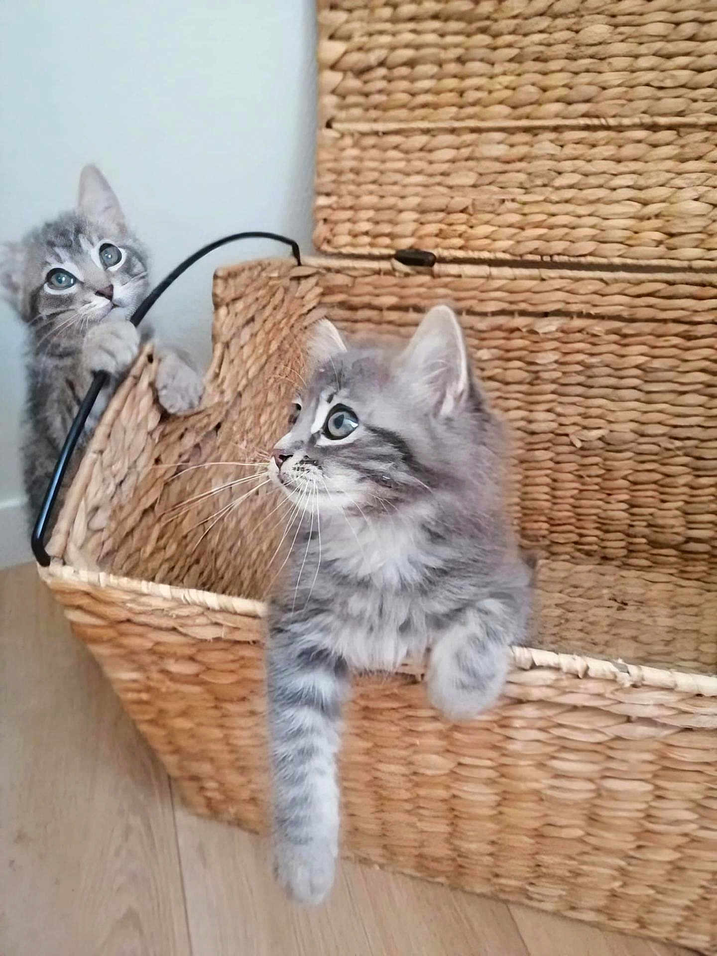Abba Et Ario a rejoint le concours — aidez-le/la à gagner de superbes lots ! kitten, cat, pet, feline, cute, basket, woven, curious, playful, indoor, floor, two_animals, whiskers, fur, ears, eyes, claw, wooden_floor, home, animal