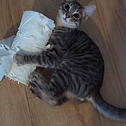 Abba Et Ario participe au concours pour gagner de l'argent avec cette photo : animal, cat, caught_in_action, curious, ears, floor, fur, indoor, kitten, mischievous, paws, pet, playful, shredded_paper, tabby, tail, toilet_paper, whiskers, wide_eyes, wooden_floor