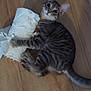 cat, tabby, kitten, toilet_paper, floor, wooden_floor, playful, mischievous, pet, animal, fur, whiskers, ears, paws, tail, indoor, curious, wide_eyes, shredded_paper, caught_in_action