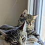 cat, tabby, window, blanket, indoor, pet, feline, resting, sleepy, fur, whiskers, ears, closeup, soft, cozy, natural_light, domestic_animal, two_cats, relaxed, curious