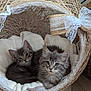 kitten, cat, pets, furry, cute, basket, wicker, cozy, indoor, sleeping, resting, soft, decorative, lace, bow, floor, wooden_floor, animal, two_animals, domestic