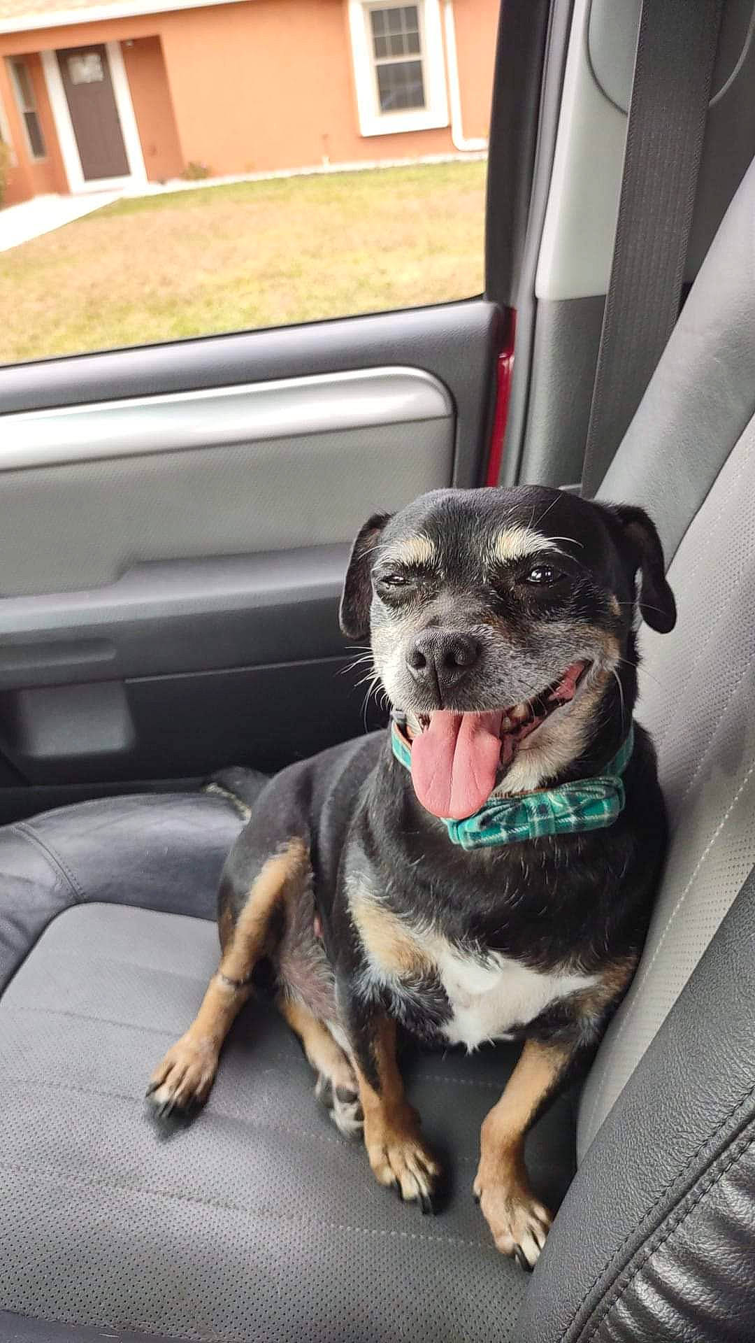 Rocko joined the competition — help win amazing prizes! auto_part, automotive_exterior, car, carnivore, collar, companion_dog, dog, dog_breed, dog_collar, family_car, fawn, paw, snout, sporting_group, vehicle, vehicle_door, whiskers, window, windshield, working_animal