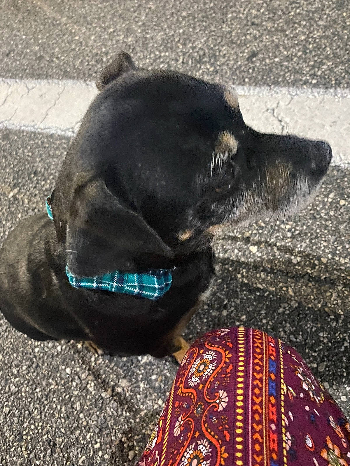 Rocko is registered to the contest to win money with this photo: asphalt, canidae, carnivore, collar, companion_dog, dog, dog_breed, dog_collar, dog_supply, electric_blue, fashion_accessory, fur, leash, liver, pattern, pet_supply, snout, sporting_group, whiskers, working_animal