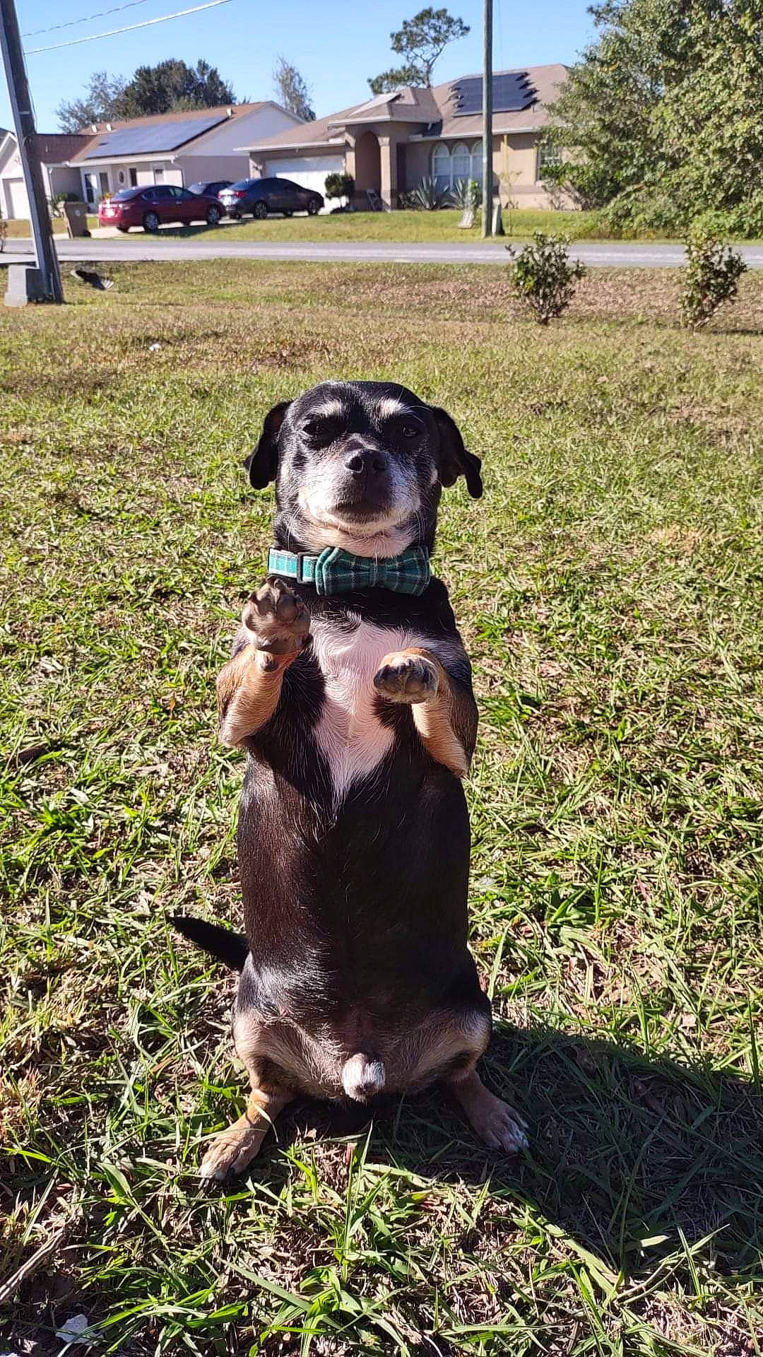 Rocko is registered to the contest to win money with this photo: canidae, carnivore, collar, companion_dog, dog, dog_breed, dog_collar, fawn, fur, grass, hat, plant, sky, snout, sporting_group, terrestrial_animal, tree, wheel, whiskers, working_animal