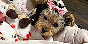 Promise joined the competition — help win amazing prizes! puppy, dog, bow, pink_bow, plush_toy, deer_toy, blanket, soft_bed, wooden_floor, cute, pet, animal, indoor, cozy, small_dog, fur, face, toy, resting, sleeping_area
