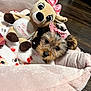 puppy, dog, bow, pink_bow, plush_toy, deer_toy, blanket, soft_bed, wooden_floor, cute, pet, animal, indoor, cozy, small_dog, fur, face, toy, resting, sleeping_area
