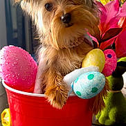 Promise joined the competition — help win amazing prizes! dog, puppy, red_bucket, pink_bow, easter_eggs, flowers, yellow_flowers, pink_flowers, decorations, cute, pet, small_dog, fur, indoor, table, colorful, spring, holiday, adorable, portrait