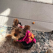 Promise joined the competition — help win amazing prizes! dog, small_dog, pet, pink_clothing, bow, fur, indoor, rug, floor, tile, curious, cute, animal, companion, looking_up, home, domestic, toy, brown_fur, black_fur