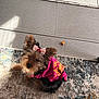 dog, small_dog, pet, pink_clothing, bow, fur, indoor, rug, floor, tile, curious, cute, animal, companion, looking_up, home, domestic, toy, brown_fur, black_fur