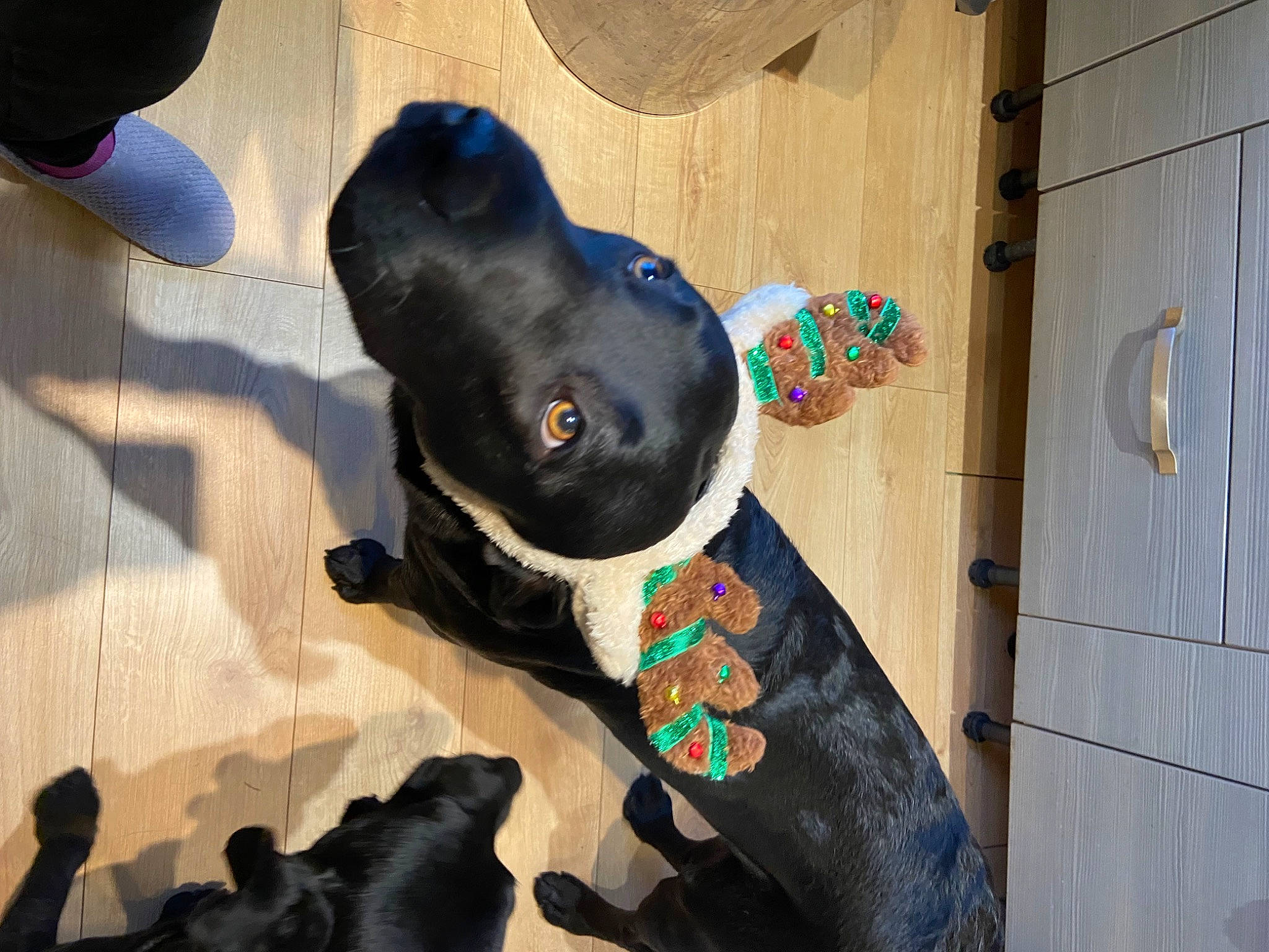 Jasper is registered to the contest to win money with this photo: building, carnivore, collar, comfort, companion_dog, dog, dog_breed, dog_collar, dog_supply, fashion_accessory, fawn, fur, guard_dog, personal_protective_equipment, pet_supply, snout, sporting_group, toy, wood, working_animal