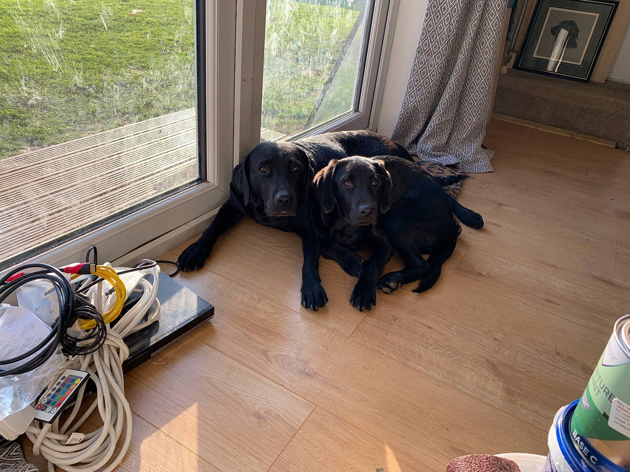 Jasper is registered to the contest to win money with this photo: canidae, carnivore, companion_dog, curtain, dog, dog_breed, dog_supply, fawn, floor, flooring, guard_dog, hardwood, laminate_flooring, personal_protective_equipment, snout, sporting_group, window, wood, wood_flooring, working_animal