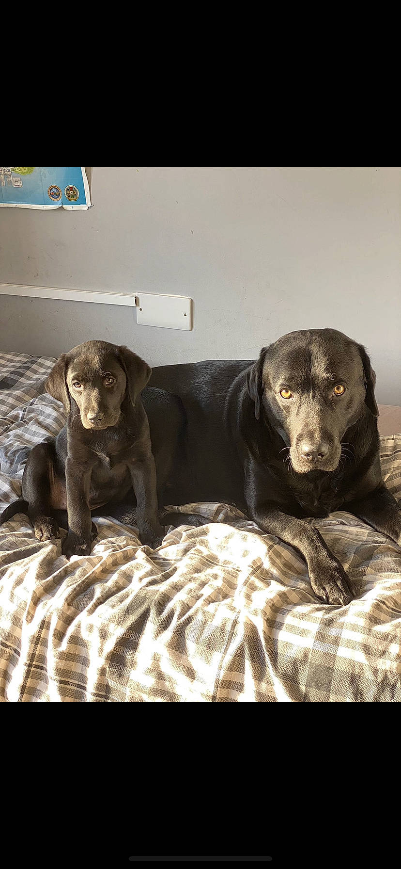 Jasper joined the competition — help win amazing prizes! borador, carnivore, comfort, companion_dog, dog, dog_breed, fur, guard_dog, gun_dog, labrador_retriever, linens, liver, pet_supply, retriever, snout, sporting_group, terrestrial_animal, whiskers, wood, working_animal