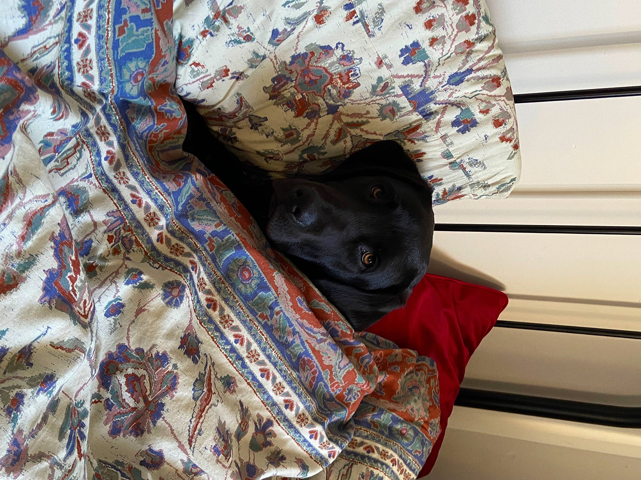 Jasper is registered to the contest to win money with this photo: carnivore, comfort, companion_dog, couch, dog, dog_breed, fawn, fur, hat, linens, pattern, plaid, room, sleeve, snout, sporting_group, textile, tints_and_shades, vehicle_door, working_animal