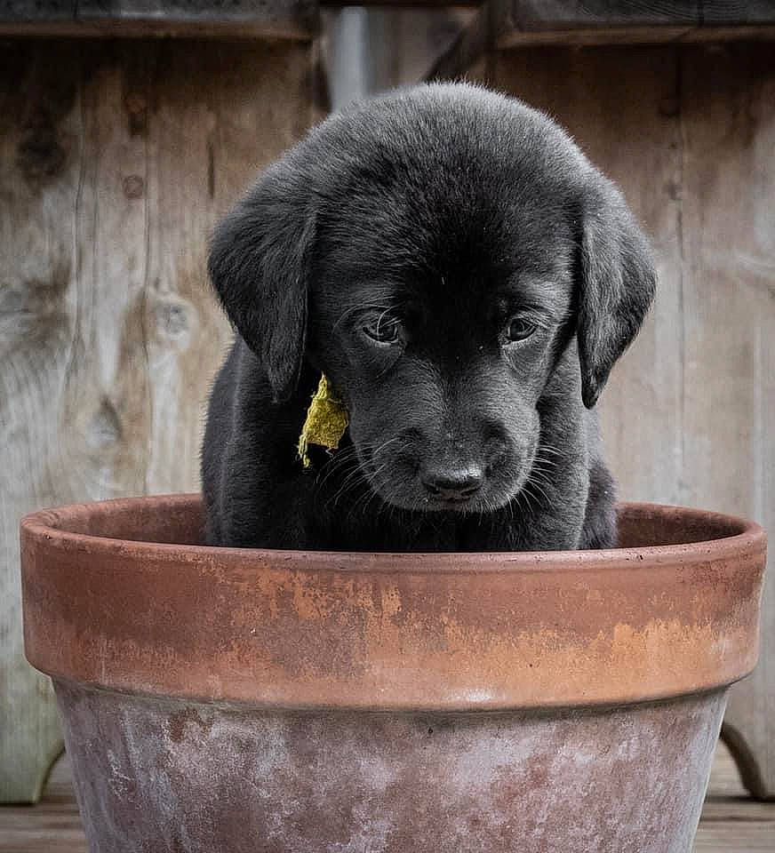 Jasper is registered to the contest to win money with this photo: borador, canidae, carnivore, comfort, companion_dog, dog, dog_breed, fawn, fur, gun_dog, hunting_dog, labrador_retriever, pet_supply, plant, puppy, rectangle, sporting_group, terrestrial_animal, whiskers, working_animal