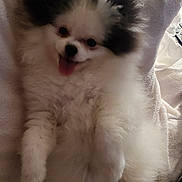 Athena a rejoint le concours — aidez-le/la à gagner de superbes lots ! puppy, dog, fluffy, white, black, tongue_out, lying_down, blanket, cozy, cute, pet, fur, small_dog, playful, indoor, relaxed, animal, companion, adorable, soft