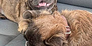 Khloe is registered to the contest to win money with this photo: dog, pets, car_seat, brown_fur, sleeping, smiling, animal, cute, companions, relaxed, indoors, leisure, snout, ears, collar, friendship, resting, fur, tongue, happy