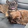 dog, pets, car_seat, brown_fur, sleeping, smiling, animal, cute, companions, relaxed, indoors, leisure, snout, ears, collar, friendship, resting, fur, tongue, happy