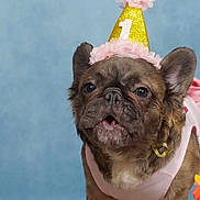 Khloe joined the competition — help win amazing prizes! dog, french_bulldog, party_hat, pink_dress, pet, cute, portrait, costume, celebration, animal, brown_fur, ears, face, studio, background, adorable, close_up, festive, looking_up, canine