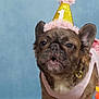 dog, french_bulldog, party_hat, pink_dress, pet, cute, portrait, costume, celebration, animal, brown_fur, ears, face, studio, background, adorable, close_up, festive, looking_up, canine