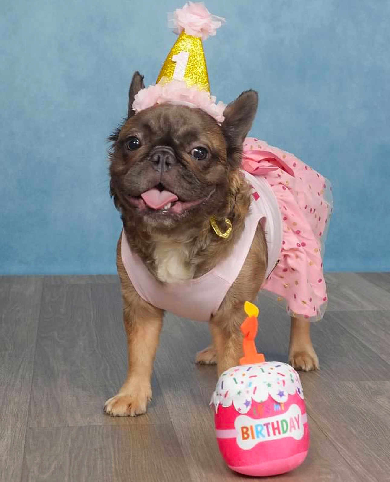 Khloe joined the competition — help win amazing prizes! dog, birthday, party_hat, pink_dress, cake_toy, number_one, celebration, happy, tongue_out, pet, floor, indoor, portrait, brown_dog, costume, cute, small_dog, festive, studio, canine
