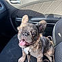 Khloe is registered to the contest to win money with this photo: dog, puppy, french_bulldog, car, car_seat, leash, tongue_out, happy, pet, animal, cute, smiling, sitting, indoor, sunlight, close_up, fur, ears, eyes, nose