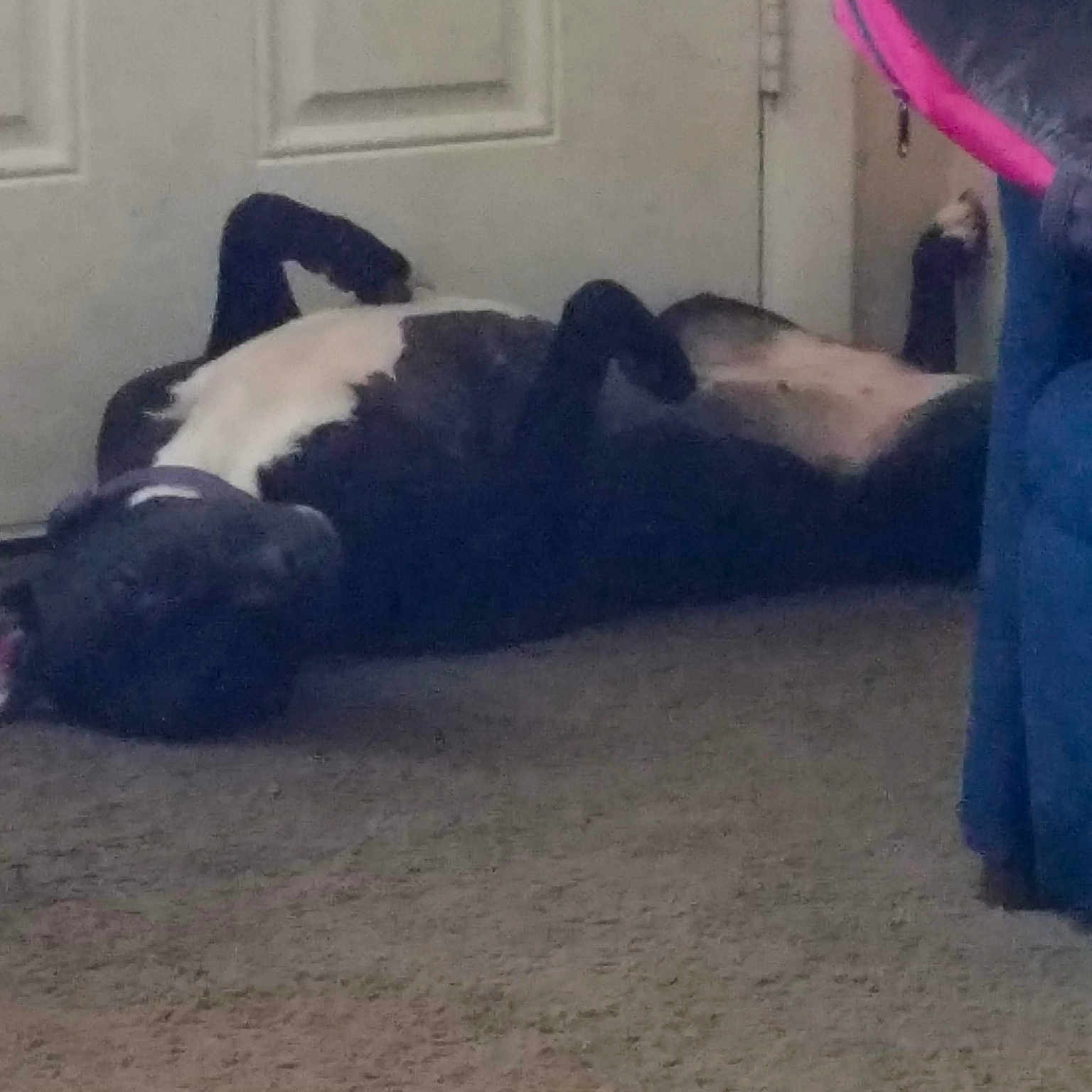Roxie joined the competition — help win amazing prizes! carnivore, cloud, comfort, companion_dog, dog, dog_breed, floor, flooring, foot, fur, grey, hardwood, human_leg, linens, sky, sporting_group, sportswear, tail, tints_and_shades, wood
