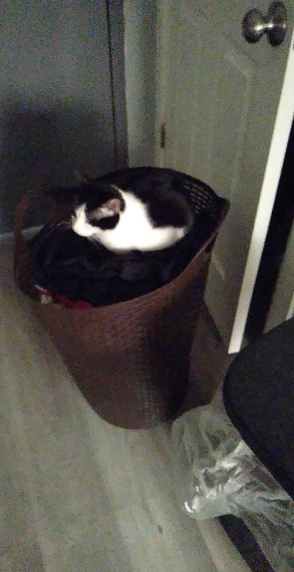 Jazzi is registered to the contest to win money with this photo: carnivore, cat, cat_supply, comfort, domestic_short_haired_cat, felidae, fur, hardwood, room, small_to_medium_sized_cats, snout, tail, terrestrial_animal, whiskers, wood