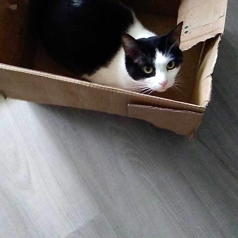 Jazzi joined the competition — help win amazing prizes! box, carnivore, carton, cat, cat_supply, comfort, felidae, floor, flooring, hardwood, laminate_flooring, mammal, pet_supply, plywood, small_to_medium_sized_cats, tail, vertebrate, whiskers, window, wood