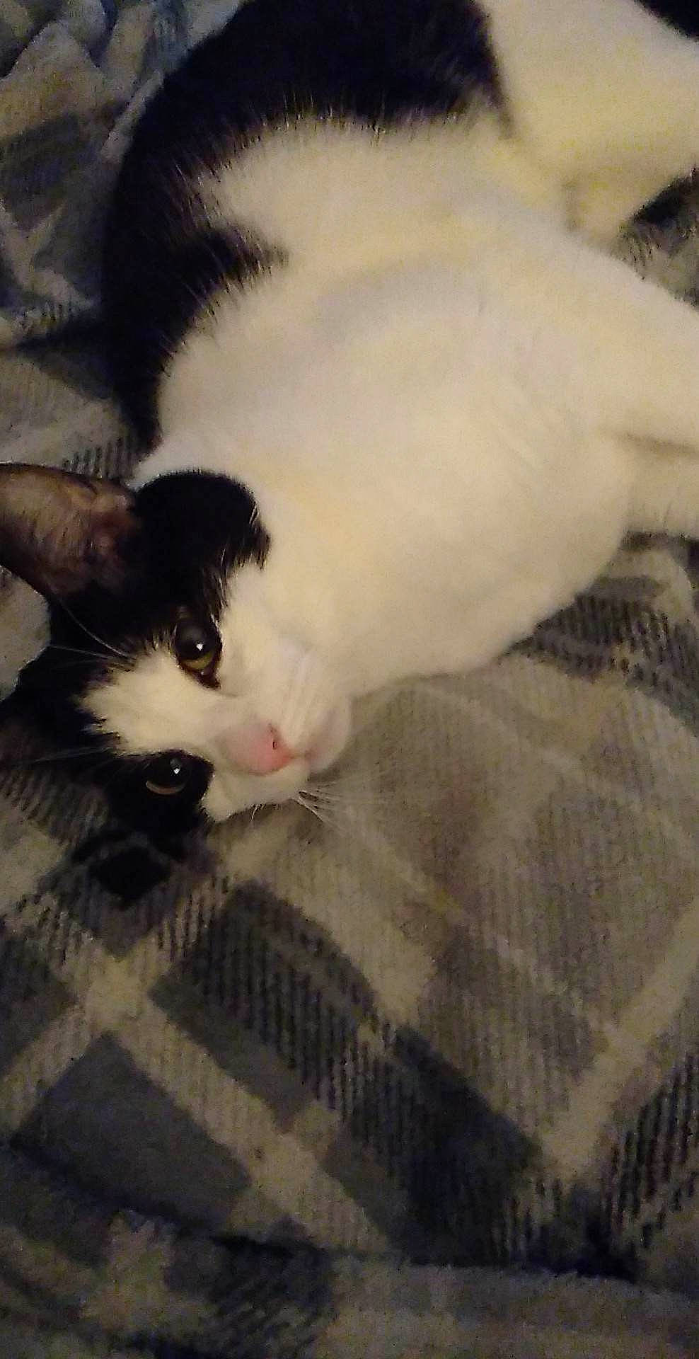 Jazzi is registered to the contest to win money with this photo: carnivore, cat, claw, comfort, domestic_short_haired_cat, felidae, fur, nap, paw, small_to_medium_sized_cats, tail, whiskers