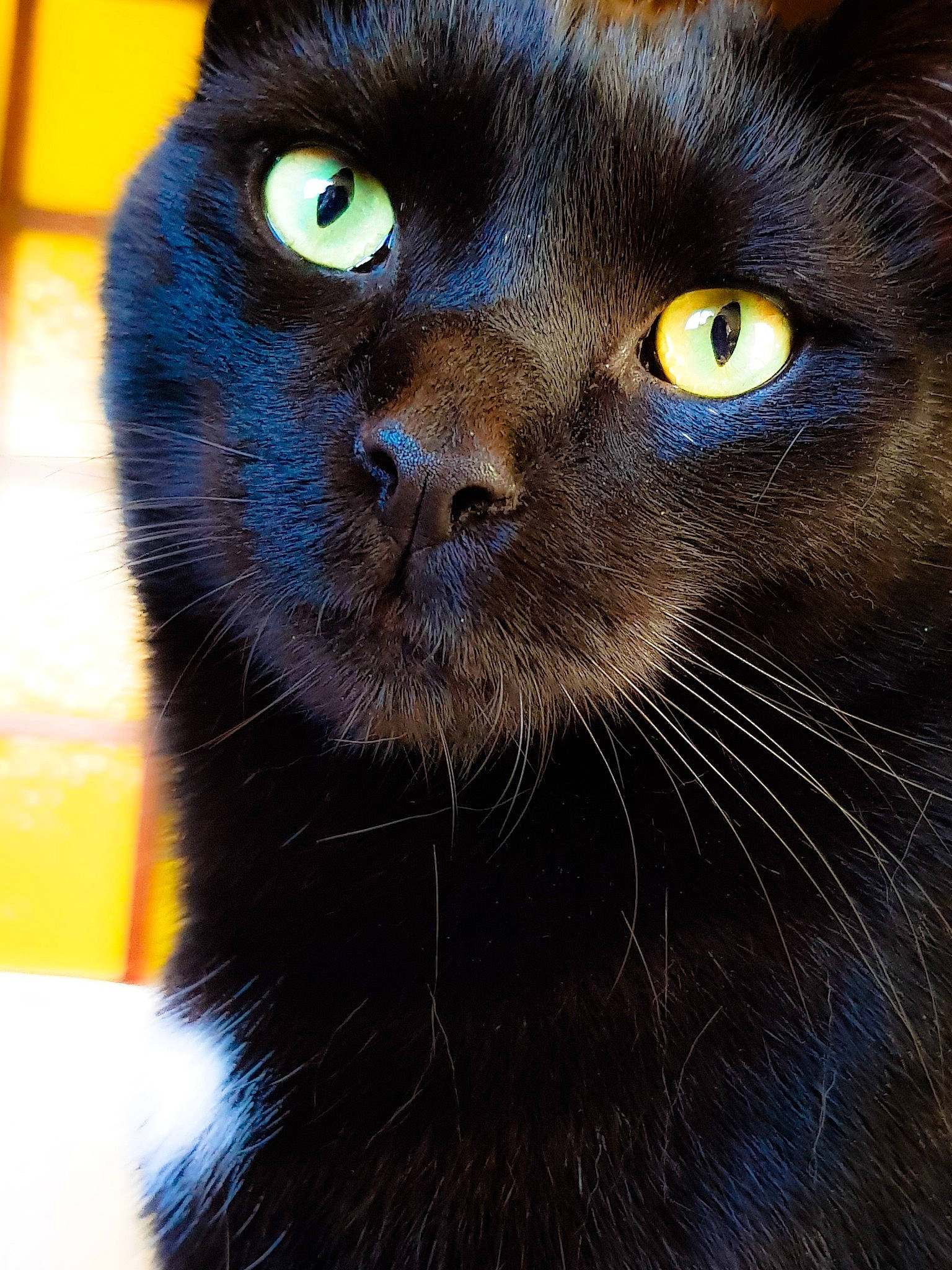 Louzy participe au concours pour gagner de l'argent avec cette photo : black_cat, bombay, carnivore, cat, chartreux, close_up, collar, domestic_short_haired_cat, electric_blue, felidae, fur, havana_brown, korat, pet_supply, small_to_medium_sized_cats, snout, terrestrial_animal, whiskers, wildlife