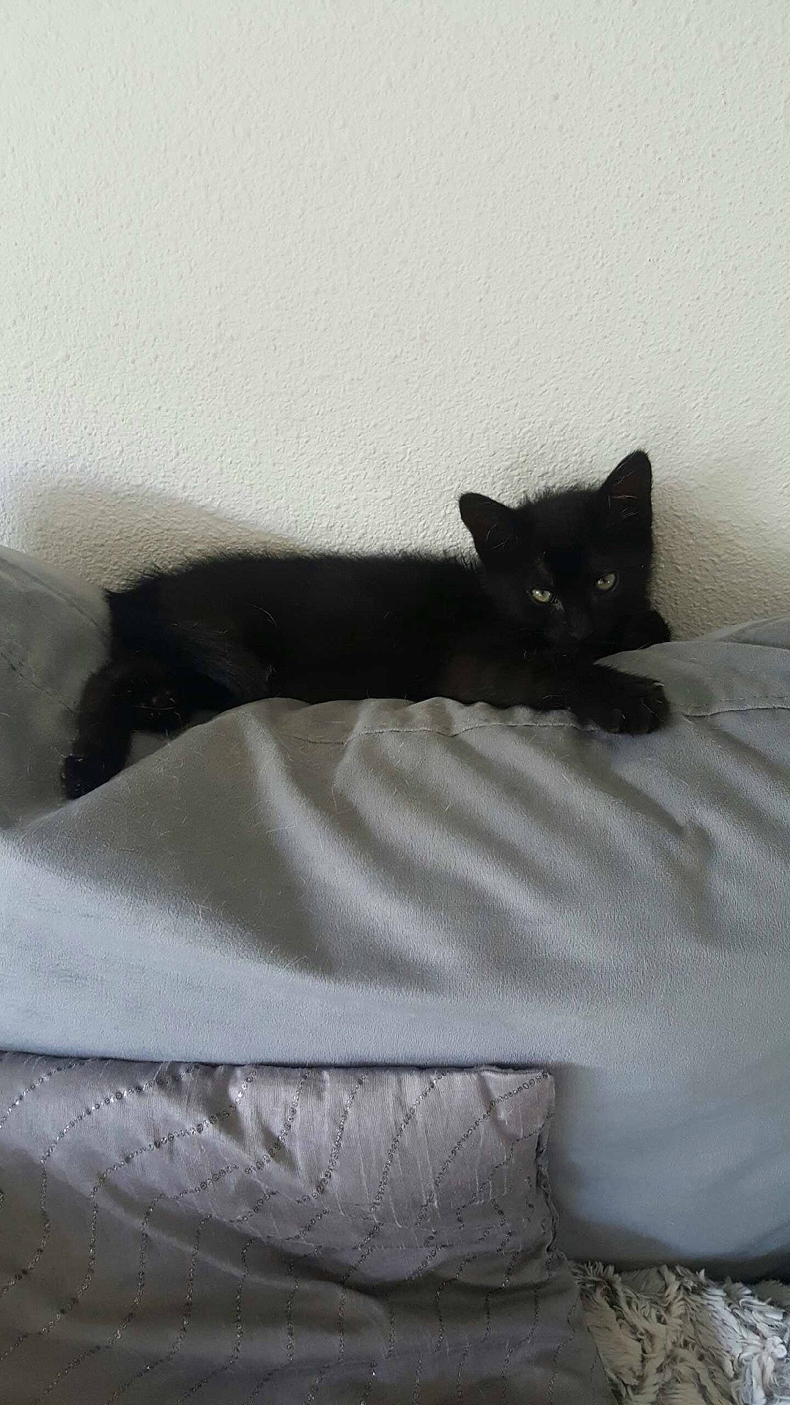 Louzy participe au concours pour gagner de l'argent avec cette photo : bed, bedding, black_cat, bombay, carnivore, cat, comfort, domestic_short_haired_cat, felidae, flooring, fur, grey, linens, monochrome_photography, small_to_medium_sized_cats, snout, tail, tints_and_shades, whiskers, wood