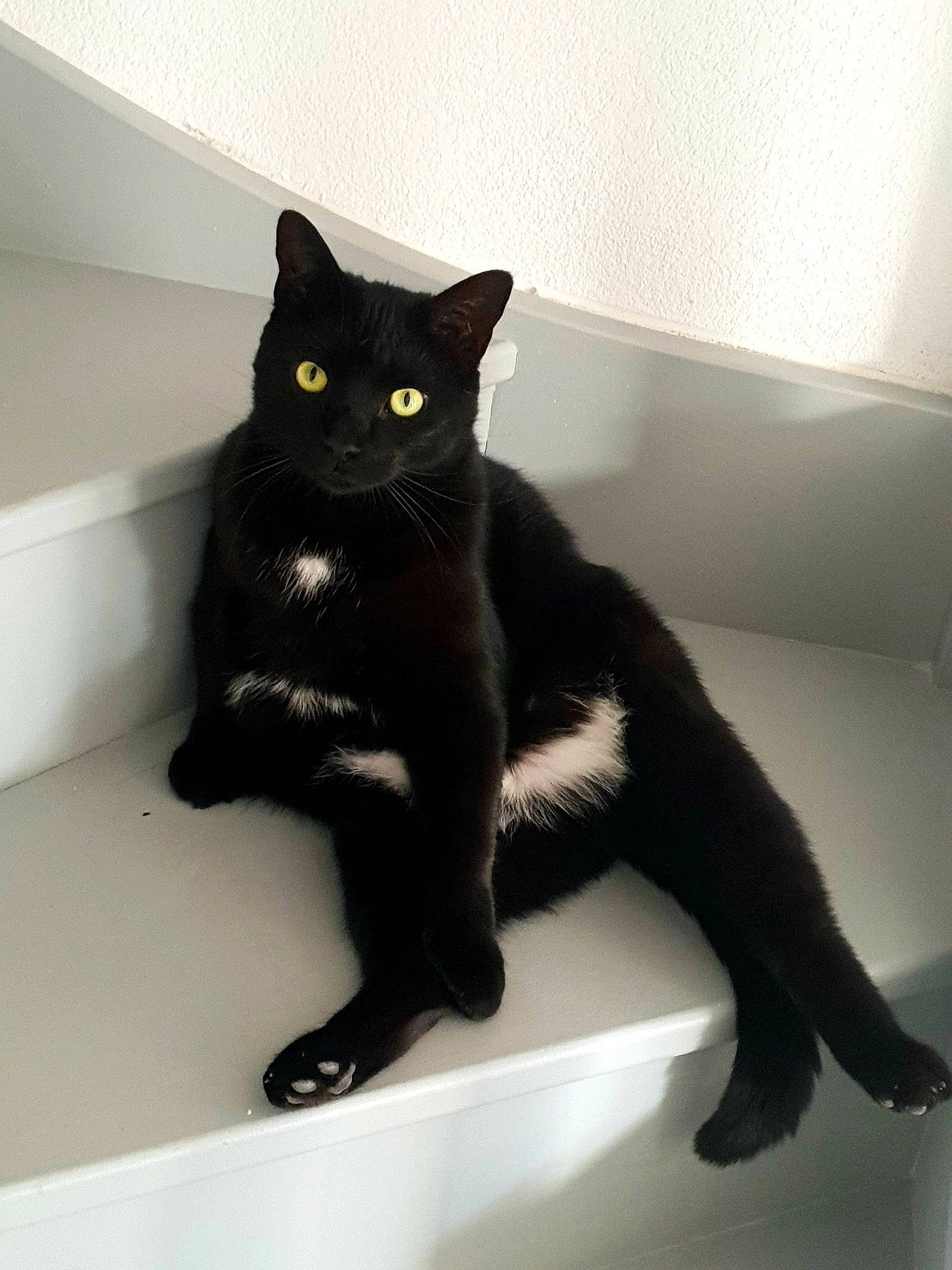 Louzy a rejoint le concours — aidez-le/la à gagner de superbes lots ! black_cat, bombay, carnivore, cat, claw, comfort, domestic_short_haired_cat, eye, felidae, flooring, fur, paw, room, small_to_medium_sized_cats, snout, stairs, tail, terrestrial_animal, whiskers