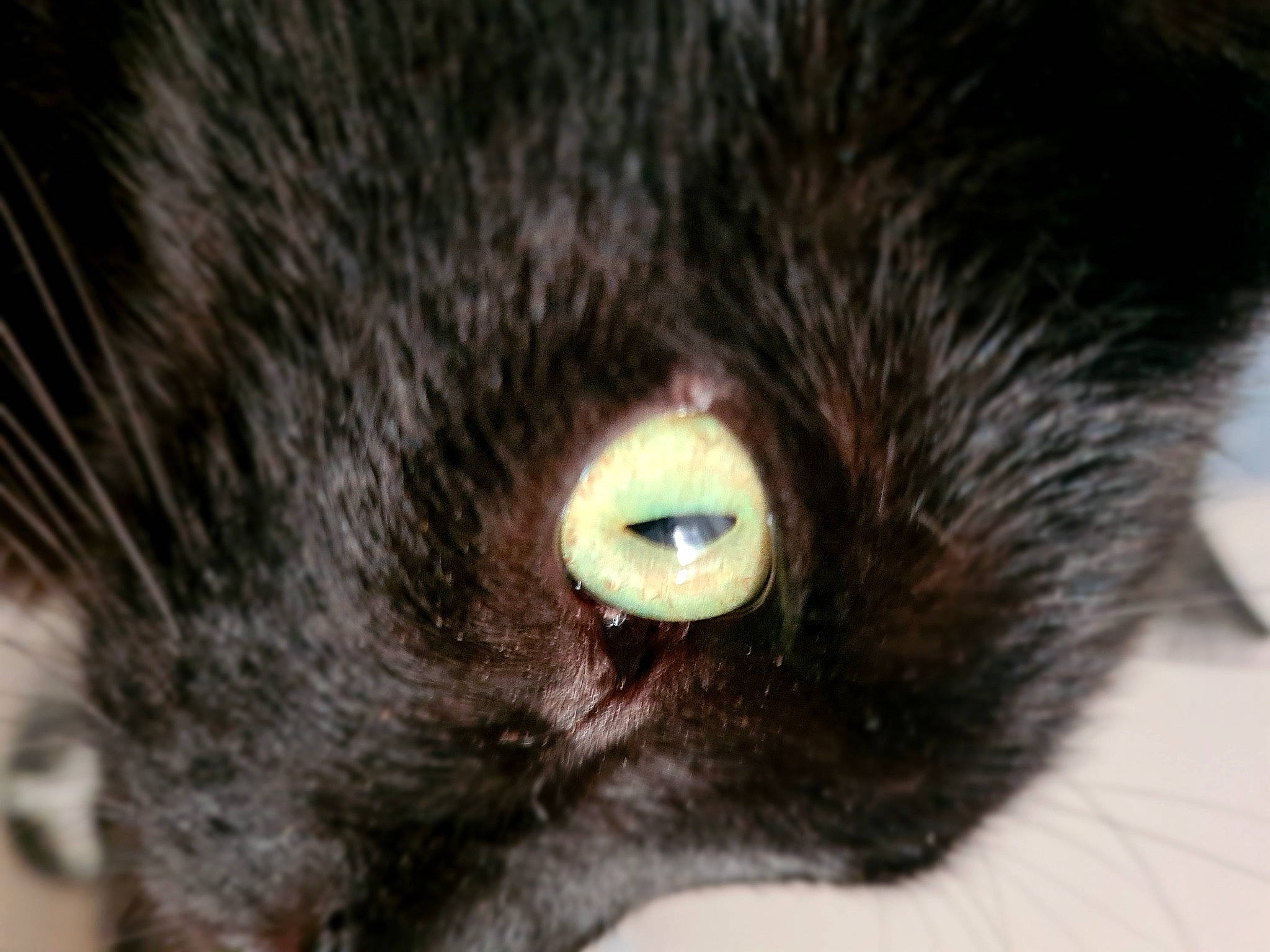 Louzy a rejoint le concours — aidez-le/la à gagner de superbes lots ! black_cat, bombay, carnivore, cat, claw, domestic_short_haired_cat, ear, eyelash, felidae, fur, gesture, small_to_medium_sized_cats, snout, terrestrial_animal, whiskers, wildlife