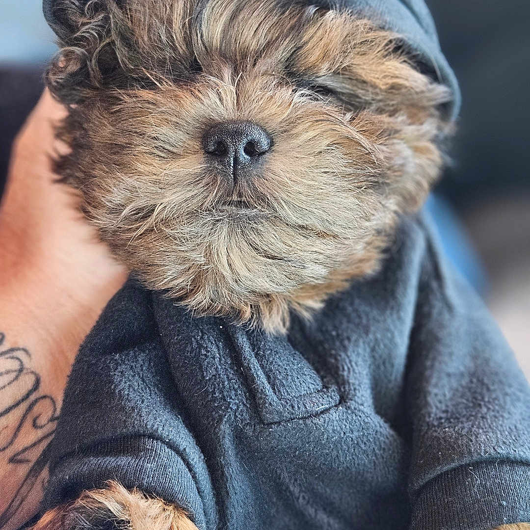 Bentley joined the competition — help win amazing prizes! affenpinscher, animal, canine, cap, clothing, dog, face, hat, head, hood, hoodie, knitwear, person, pet, photography, portrait, puppy, sweater, sweatshirt, terrier