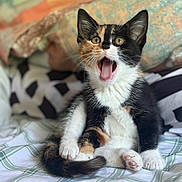 Kabru joined the competition — help win amazing prizes! animal, bed, calico_cat, cute, domestic_cat, eyes_wide, feline, fur, indoor, kitten, mouth_open, paw, pet, pillow, relaxed, sitting, soft, striped, tail, whiskers