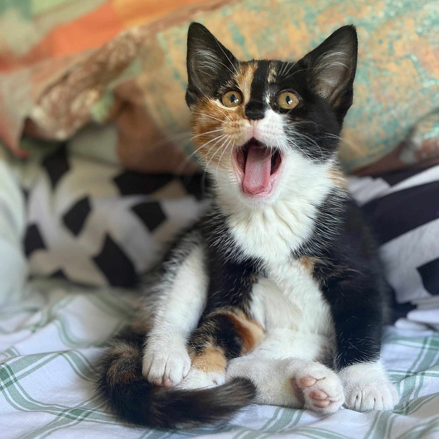 Kabru joined the competition — help win amazing prizes! animal, bed, calico_cat, cute, domestic_cat, eyes_wide, feline, fur, indoor, kitten, mouth_open, paw, pet, pillow, relaxed, sitting, soft, striped, tail, whiskers