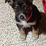 puppy, dog, pet, floor, tile, indoor, ears, black_fur, brown_fur, white_fur, collar, cute, young, animal, small, looking_up, mat, cabinet, domestic, companion