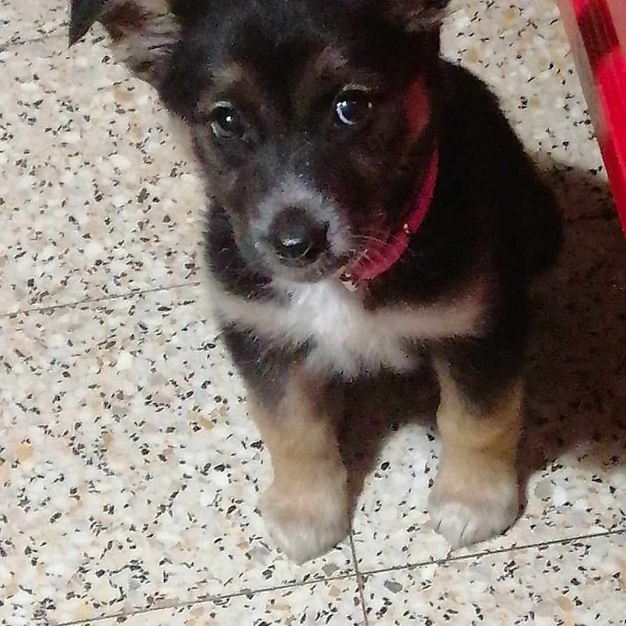 Roxane a rejoint le concours — aidez-le/la à gagner de superbes lots ! animal, black_fur, brown_fur, cabinet, collar, companion, cute, dog, domestic, ears, floor, indoor, looking_up, mat, pet, puppy, small, tile, white_fur, young