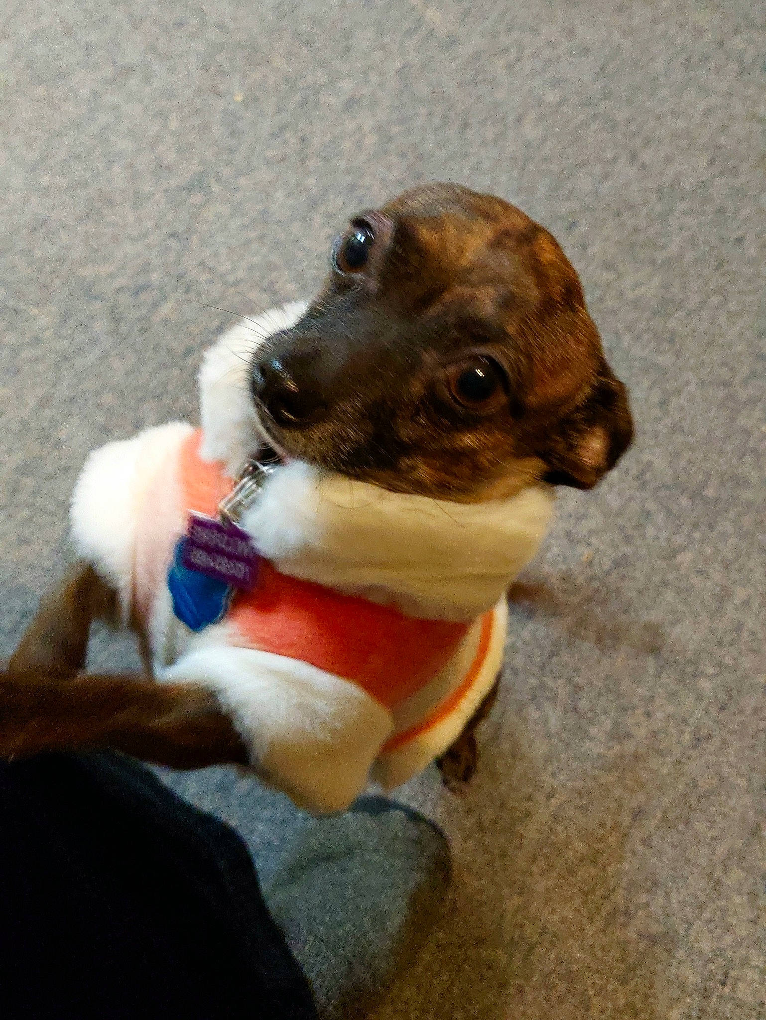 Wildfire is registered to the contest to win money with this photo: ancient_dog_breeds, canidae, carnivore, collar, companion_dog, dog, dog_breed, dog_clothes, dog_collar, dog_supply, fawn, fur, leash, non_sporting_group, paw, pet_supply, snout, sporting_group, whiskers, working_animal