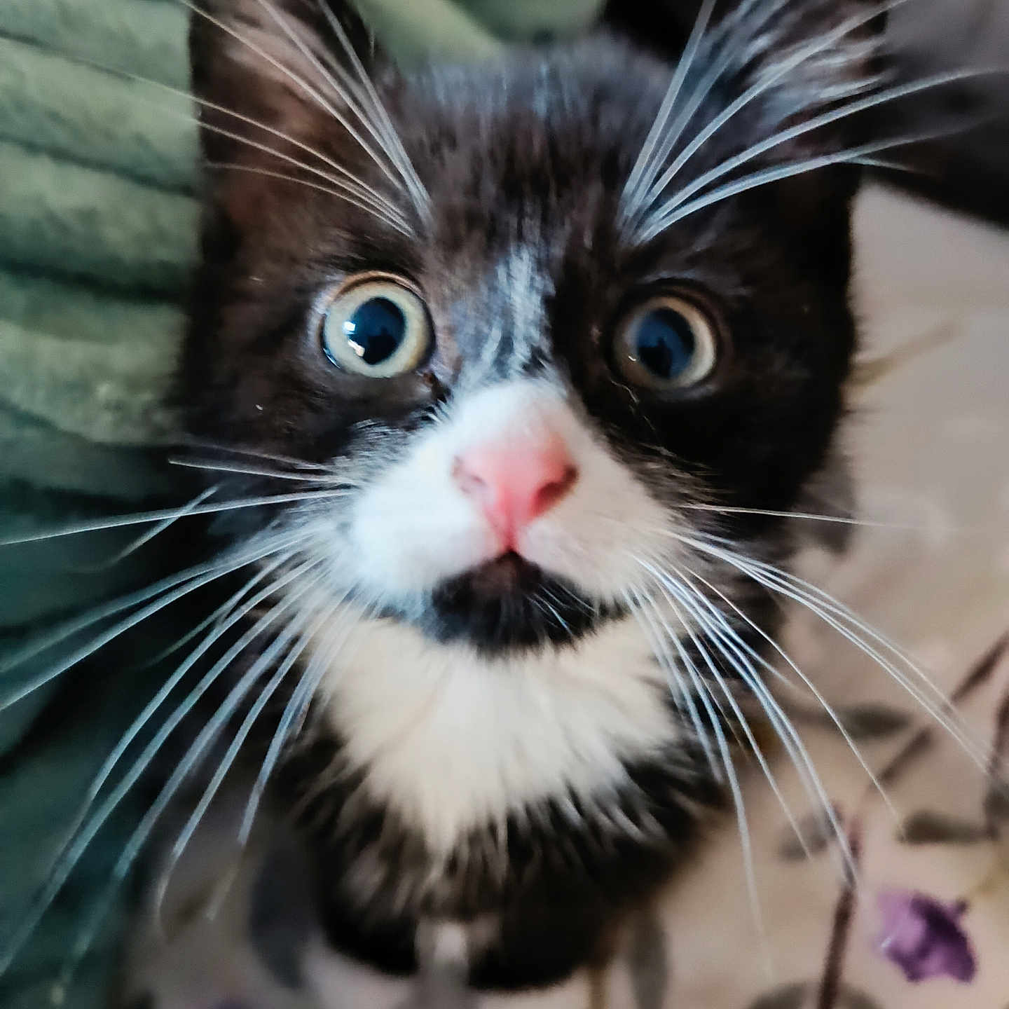 Avril a rejoint le concours — aidez-le/la à gagner de superbes lots ! animal, black_and_white, cat, close_up, curious, cute, domestic_cat, face, feline, fur, indoor, kitten, pet, pink_nose, portrait, soft_background, tuxedo_cat, whiskers, wide_eyes, young