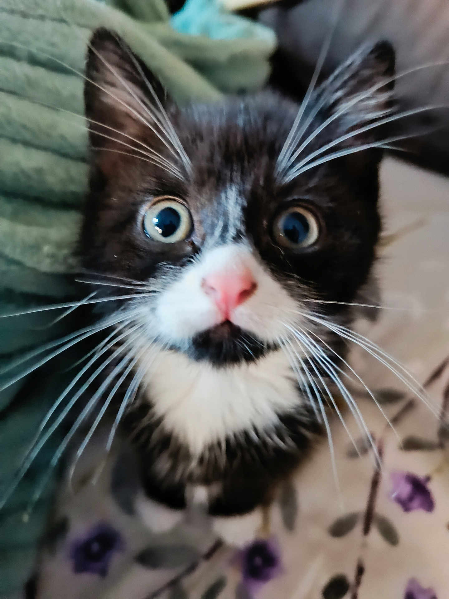 Avril a rejoint le concours — aidez-le/la à gagner de superbes lots ! cat, kitten, tuxedo_cat, wide_eyes, whiskers, pink_nose, close_up, indoor, curious, feline, pet, animal, cute, fur, black_and_white, young, portrait, face, soft_background, domestic_cat