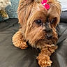 animal, bow, brown_fur, closeup, companion, cozy, cute, dog, domestic_animal, fluffy, fur, household, indoor, leather_couch, pet, pillow, portrait, relaxed, small_dog, yorkshire_terrier