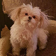 Brighton is registered to the contest to win money with this photo: animal, bed, canine, companion, cozy, curious, cute, dog, domestic_animal, fluffy, fur, furry, indoors, looking, paw, pet, portrait, relaxed, small_dog, white_dog