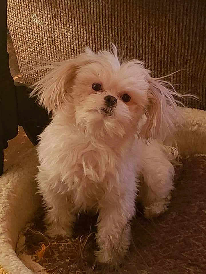 Brighton is registered to the contest to win money with this photo: animal, bed, canine, companion, cozy, curious, cute, dog, domestic_animal, fluffy, fur, furry, indoors, looking, paw, pet, portrait, relaxed, small_dog, white_dog