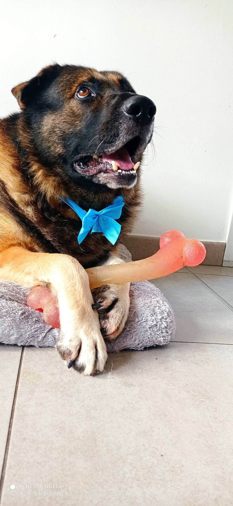 Max a rejoint le concours — aidez-le/la à gagner de superbes lots ! canidae, carnivore, collar, companion_dog, dog, dog_breed, dog_collar, dog_supply, electric_blue, fashion_accessory, fawn, flooring, fur, guard_dog, leash, paw, snout, sporting_group, working_animal, working_dog