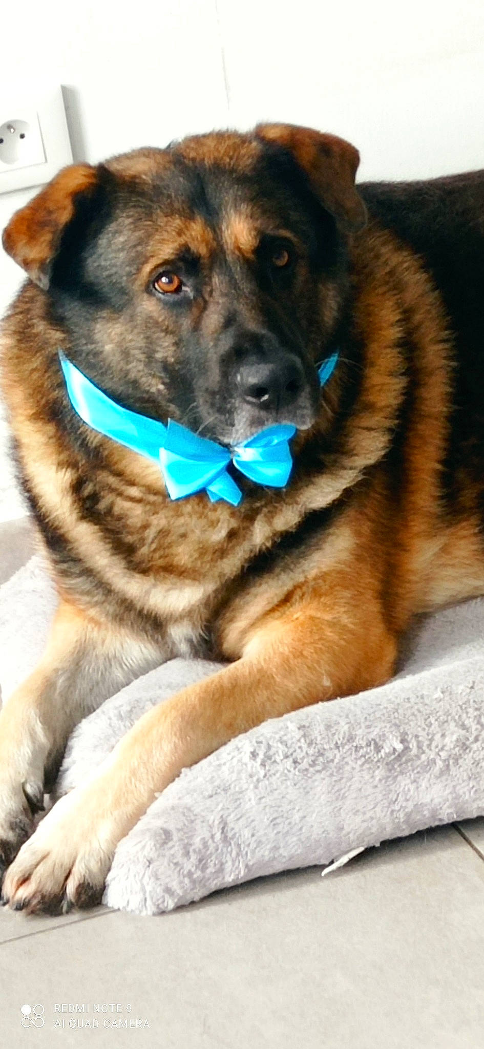 Max a rejoint le concours — aidez-le/la à gagner de superbes lots ! canidae, carnivore, collar, companion_dog, dog, dog_breed, dog_collar, dog_supply, electric_blue, fawn, fur, german_shepherd_dog, guard_dog, herding_dog, leash, snout, sporting_group, whiskers, working_animal, working_dog